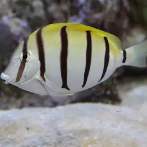 Captivating Convict Tang - Acanthurus Triostegus with Striking Black Bars and Unique Appearance