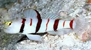 Dracula Goby - Striking White Body with Oxblood Red Bands