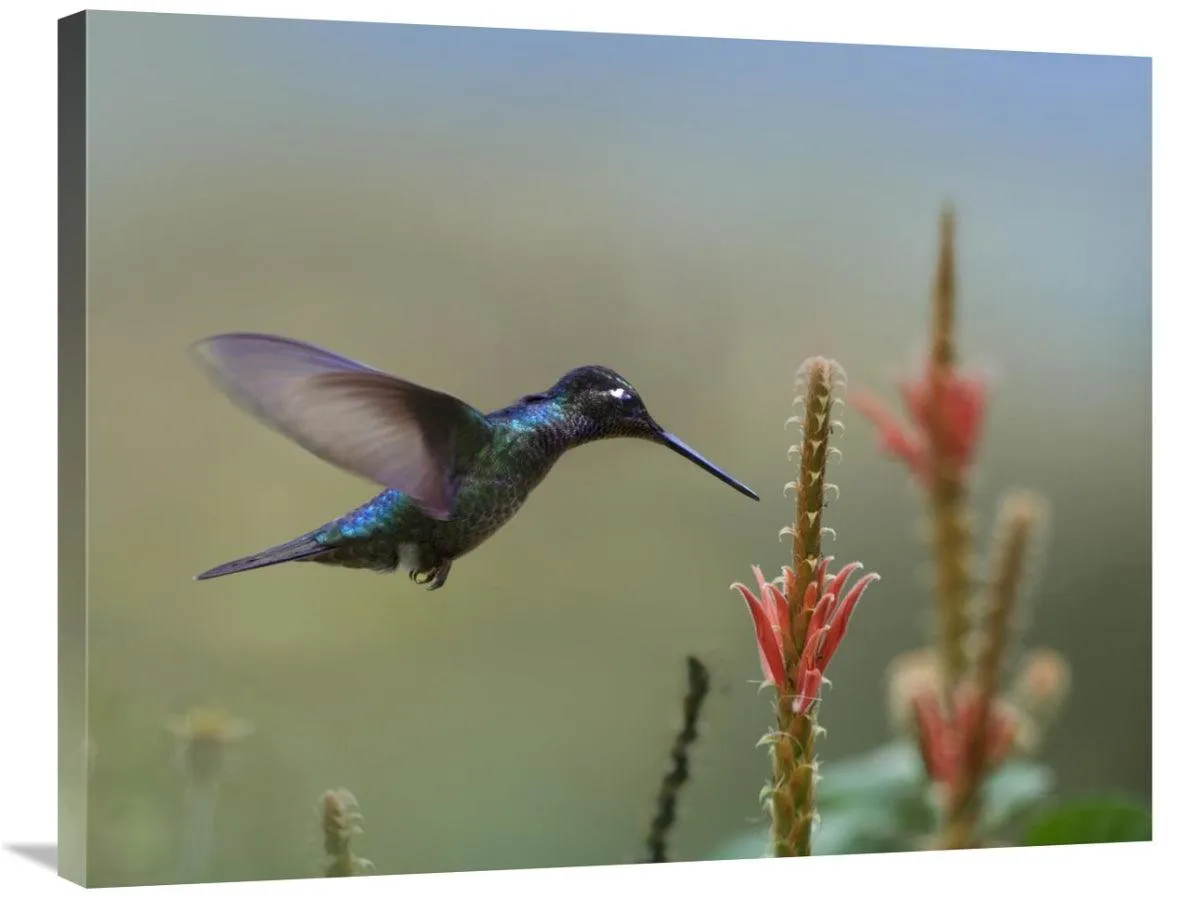 Global Gallery GCS-396298-2835-142 28 x 35 in. Magnificent Hummingbird